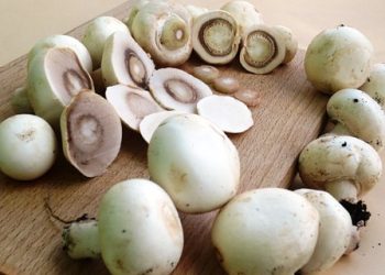 Mushroom helps in reducing hair fall; know its other magical benefits