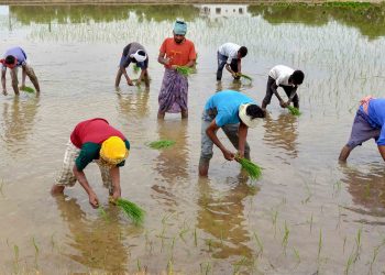 Farmers