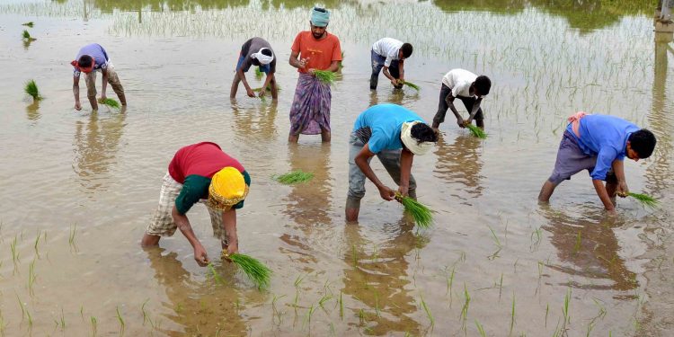 Farmers