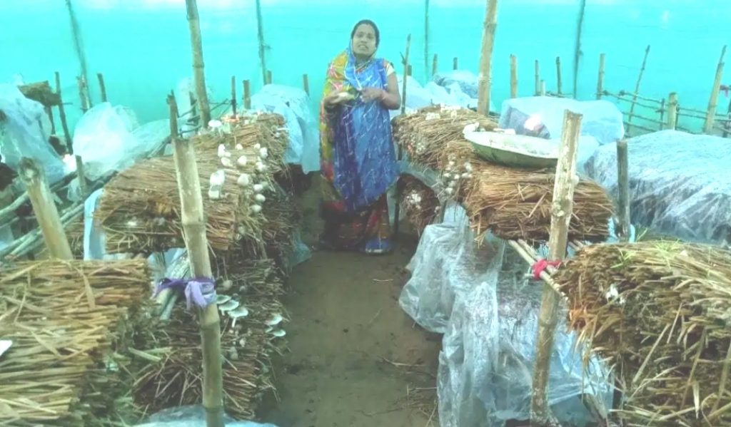 Big boost to mushroom farming in Ganjam