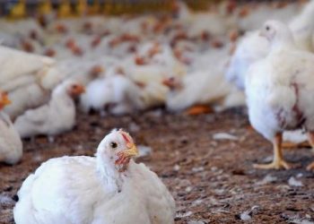 Bird flu scare! Hundreds of chickens found dead in Khurda