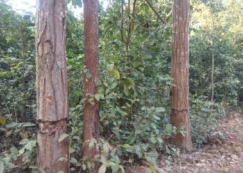 Forest cover depletes as mafia plunders teak wood