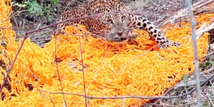 Ganjam leopard death case six found responsible, arrested