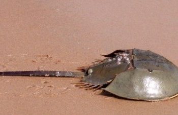 Horseshoe crabs face extinction threat