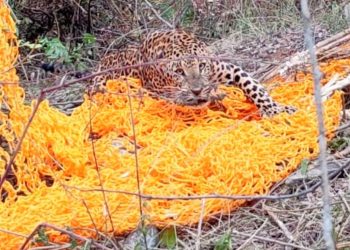 Leopard rescued from trap meant to capture wild boars dies in Ganjam district