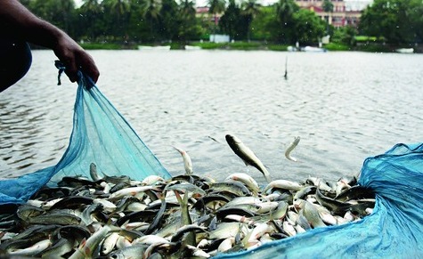 Major fishery project in dry riverbeds ‘shelved’