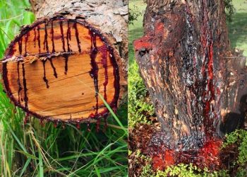 World’s most unique tree; ‘blood’ pours out when you cut it   