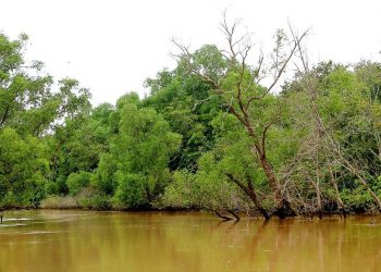 PMO apprised of possible delisting of Bhitarkanika from Ramsar site