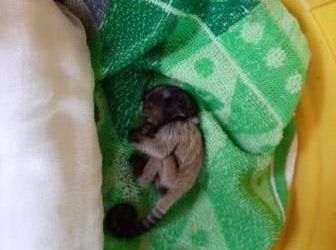 Tragic! Five-day old marmoset dies at Nandankanan zoo