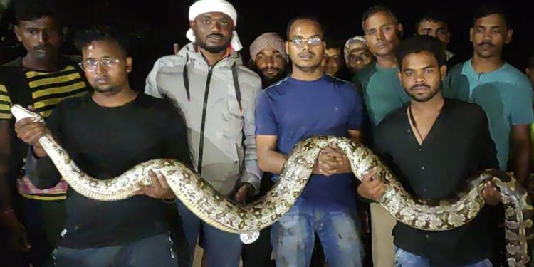 Two giant pythons rescued in Ganjam