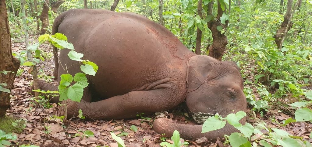 2 elephant carcasses found in different Odisha districts  