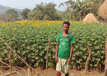 Chhabindra shows way in sunflower farming