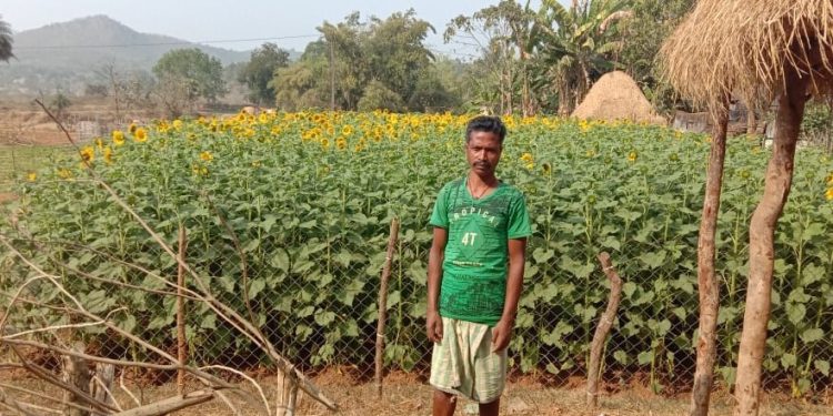 Chhabindra shows way in sunflower farming