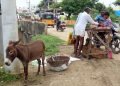 Donkey meat