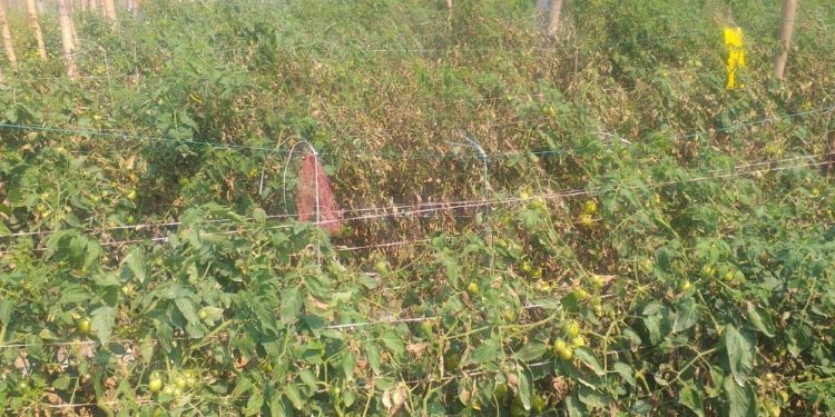 Farmers worried as leaf blight disease hits tomato crop in Jajpur