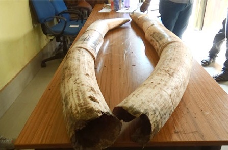 Forest officials arrest two ivory smugglers and seize eight pieces of ivory