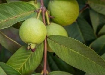 Use guava leaves if you want natural black hair, stop hair loss