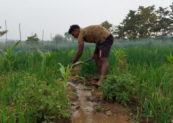 Int’l weightlifter takes to cultivation for a living