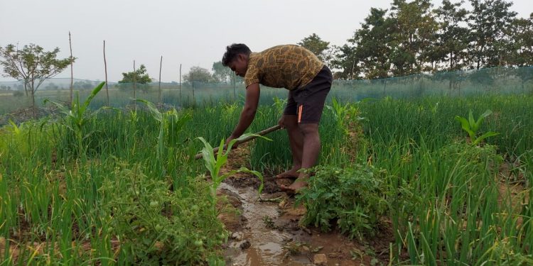 Int’l weightlifter takes to cultivation for a living