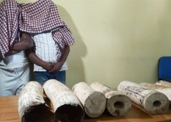Ivory worth Rs 18 lakh seized in Mayurbhanj, two arrested