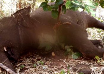 No letup in jumbo deaths Karlapat Wildlife Sanctuary reports 6th elephant death
