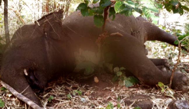 No letup in jumbo deaths Karlapat Wildlife Sanctuary reports 6th elephant death