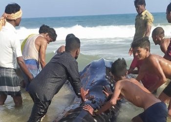 Rare 15 feet long whale shark spotted in Ganjam district, released safely into waters