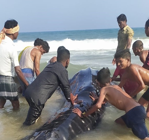 Rare 15 feet long whale shark spotted in Ganjam district, released safely into waters