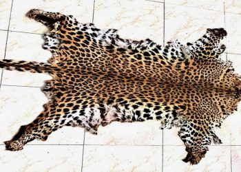 Two leopard skins seized in separate places in Odisha