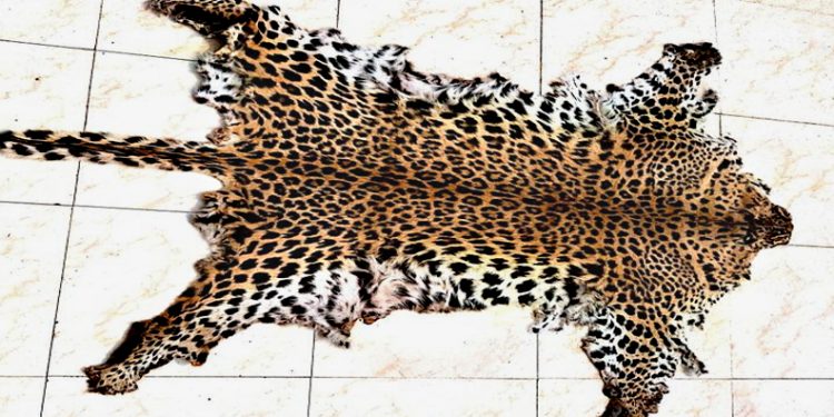 Two leopard skins seized in separate places in Odisha