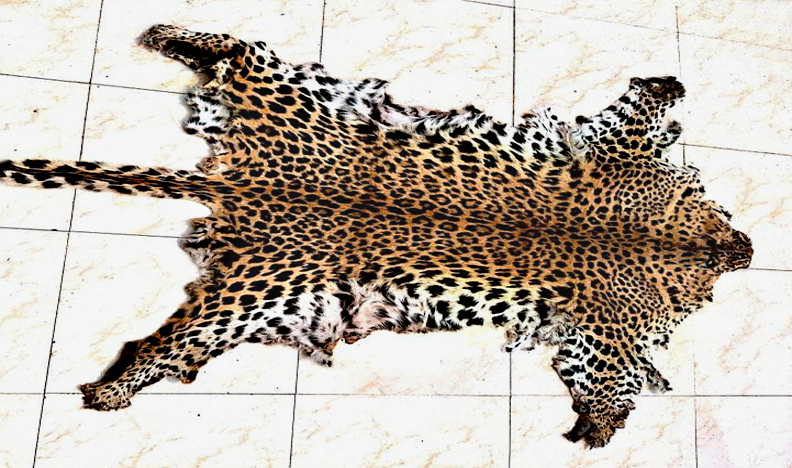 Two leopard skins seized in separate places in Odisha