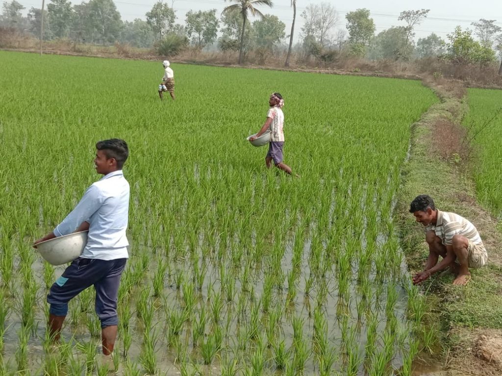 Urea black marketing ails Bargarh farmers