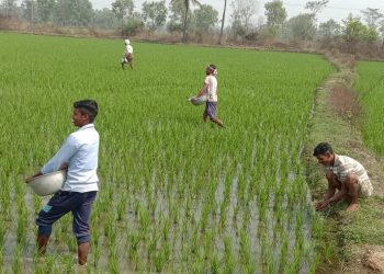 Urea black marketing ails Bargarh farmers