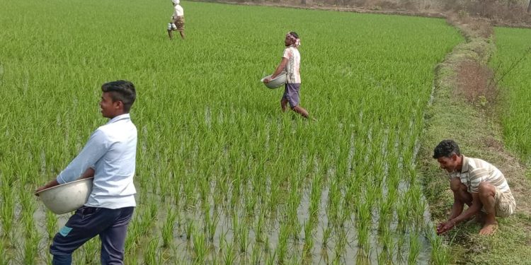 Urea black marketing ails Bargarh farmers