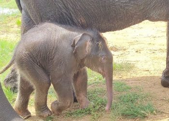 B'luru Zoo names elephant calf after Sudha Murthy for contribution