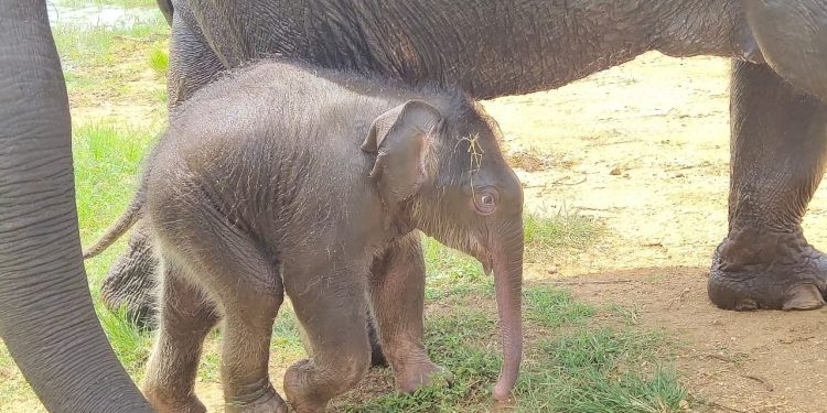 B'luru Zoo names elephant calf after Sudha Murthy for contribution