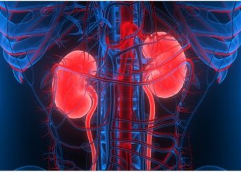 kidney