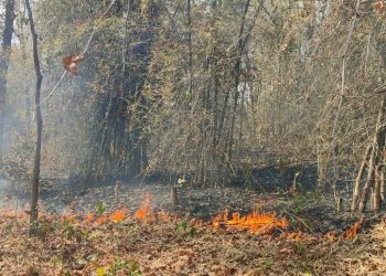 2 forests in Handapa range burning