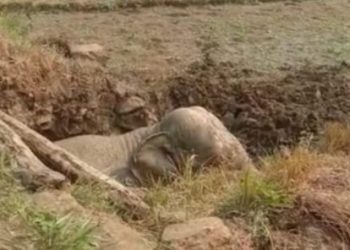 3-hour-long operation saves 8-year-old elephant’s life in Angul