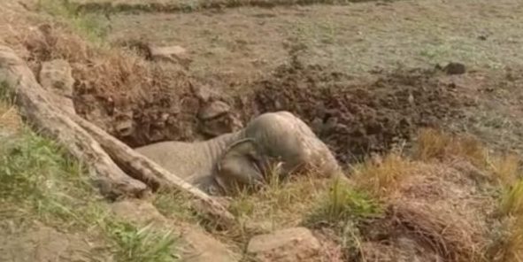 3-hour-long operation saves 8-year-old elephant’s life in Angul