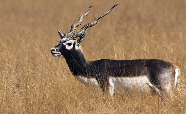 Blackbuck headcount starts in Odisha