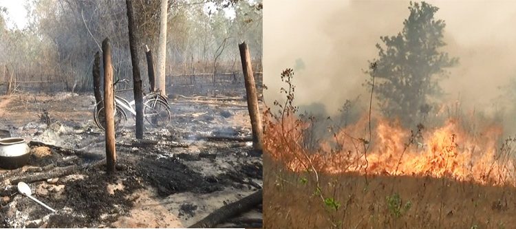 Forest fires destroy palm oil plantation, house