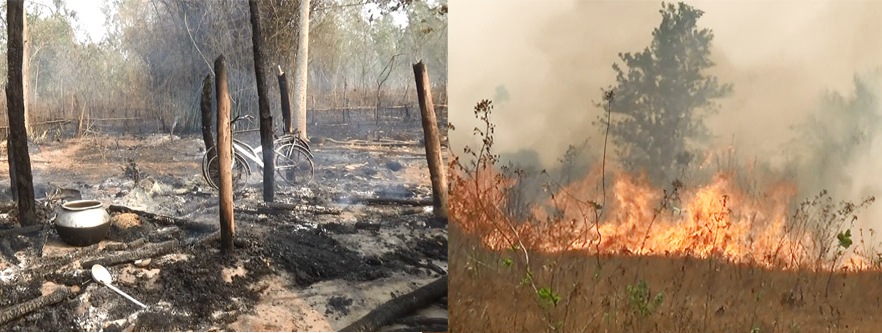 Forest fires destroy palm oil plantation, house