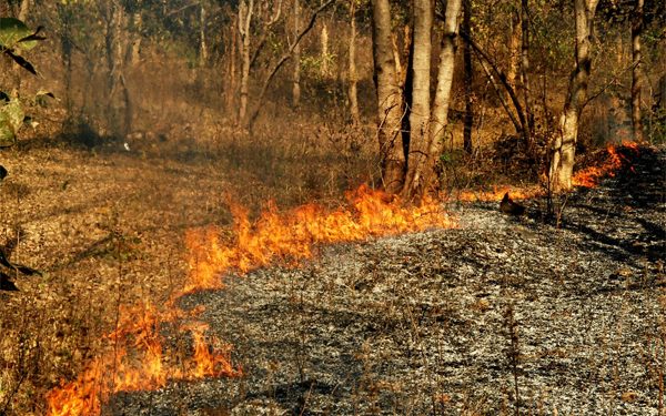 Four persons arrested for setting forest on fire in Boudh district