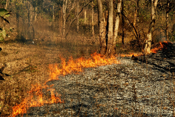 Four persons arrested for setting forest on fire in Boudh district
