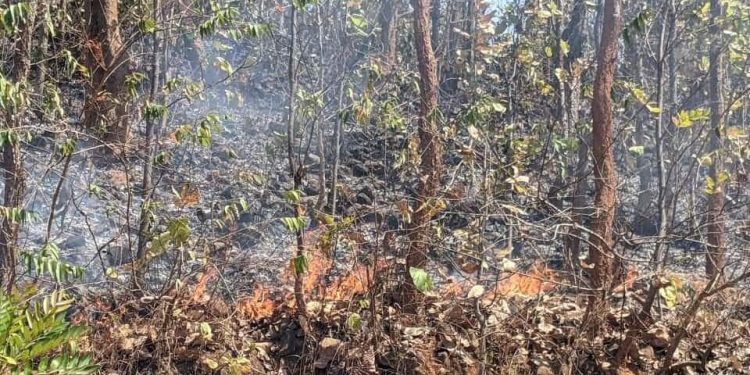 Herbivores face food crunch as Similipal burns