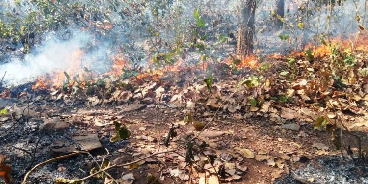 Wildfire, Similipal, Odisha, Forest