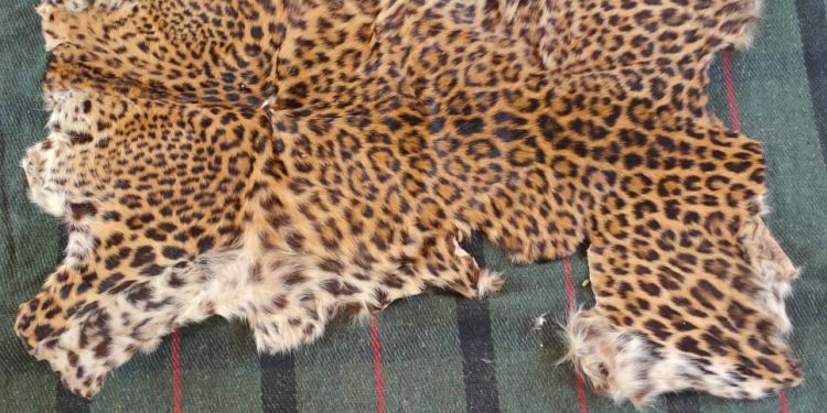 STF seizes leopard hide, arrests 2 in Deogarh district