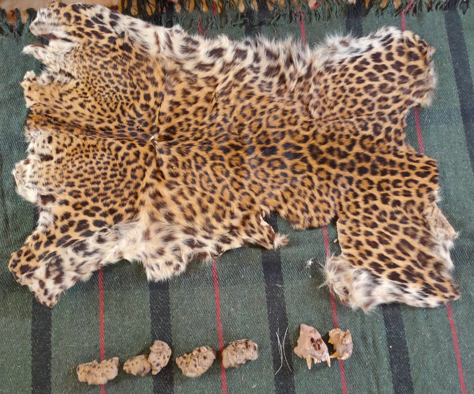 STF seizes leopard hide, arrests 2 in Deogarh district