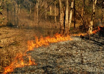 Sambalpur DFO blames farmers for forest fires